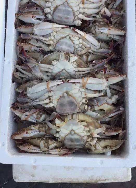 长春假螃蟹,网友爆料买到假螃蟹螃蟹里有一层