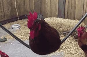 鸡看到都要气得说话的奢侈品鸡年限量版,港真,你们的审美真不如淘宝