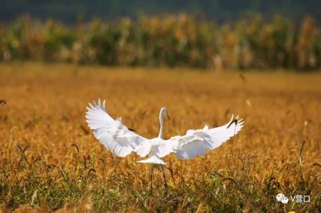 熊岳入选国家美丽宜居小镇示范，营口还有3个村榜上有名