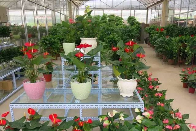 成都年货必备清单一览表,成都年货采购攻略