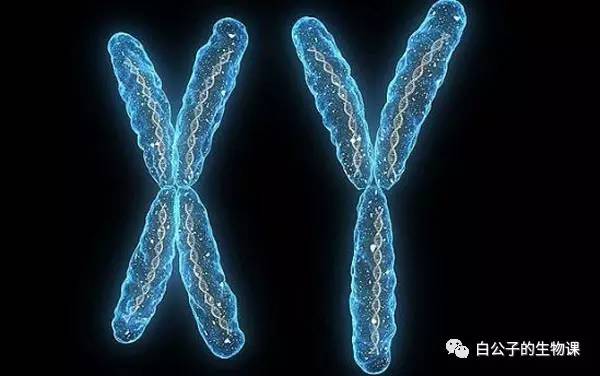 大白课|人可以有第三种性别吗?不行的话可以创造出来吗?