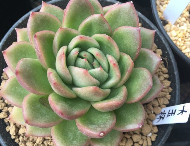 养花怎么让植物枝干粗壮,盆栽植物室内怎么养才能养活