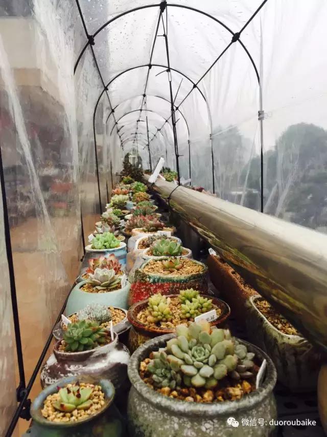 没有暖气的包邮区,肉肉照样美美的!