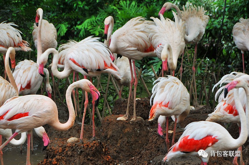 广州长隆详细旅游攻略,长隆野生动物园下雨攻略