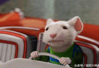 仓鼠幼鼠怎么训练上手,仓鼠应该怎样训练上手