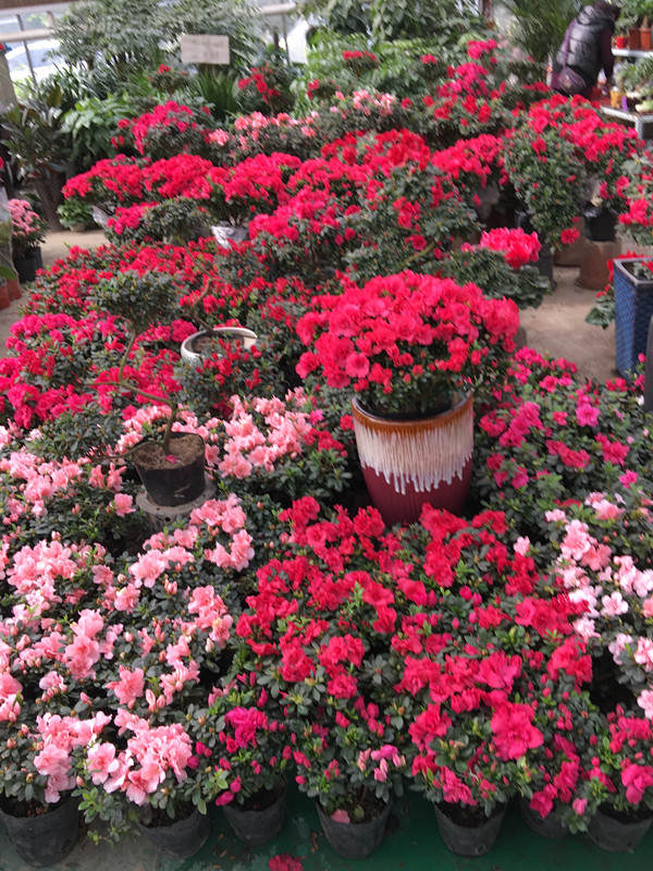 年宵花市探“鲜”记(一)之孤独的花大姐