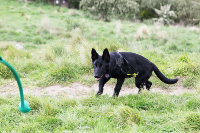 我家的德牧和别人家的德牧,我家德牧黑白两道杠