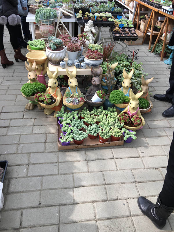 年宵花老桩,年宵花老桩图片大全