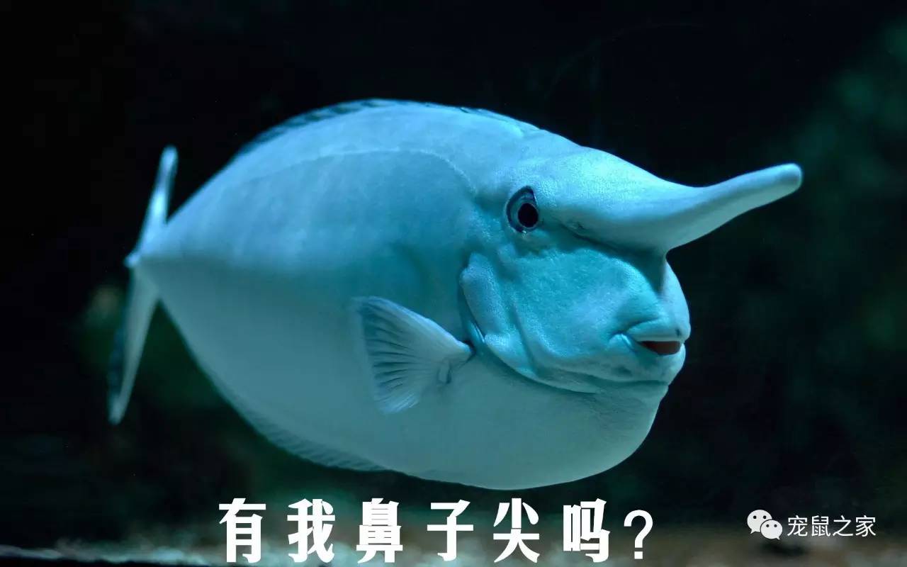 做四有军人,做豚鼠便当