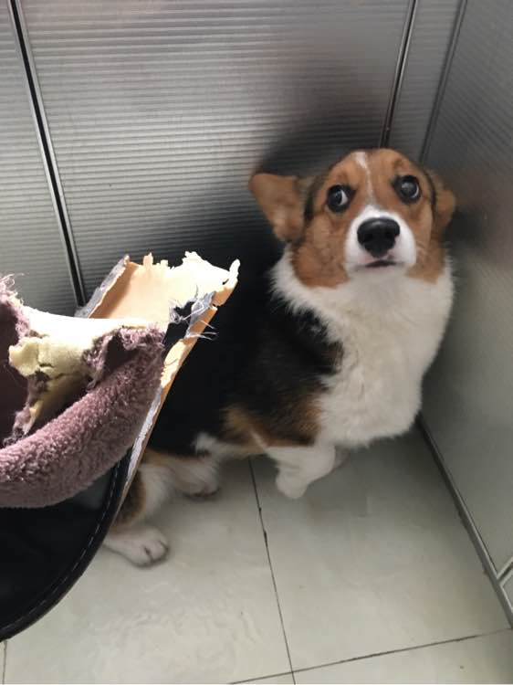 柯基咬鞋被抓,柯基咬坏家具被主人揍