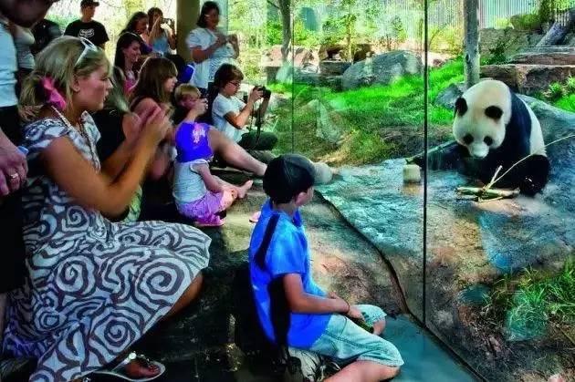 为求得一只熊猫的抚养权，英美荷法等国家连尊严都不要了