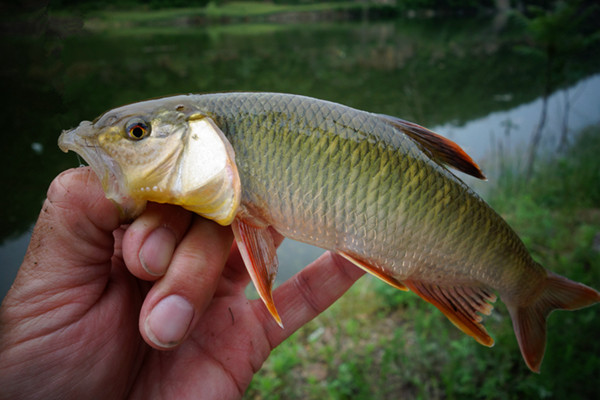 古老抓鱼方式,小时候抓鱼的视频大全