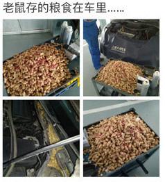 老鼠存花生被车主发现,老鼠在车里存一年花生被车主没收