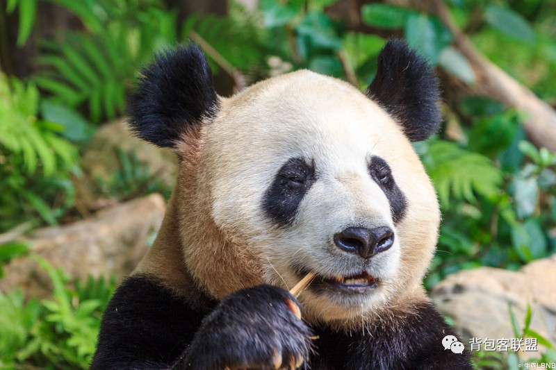 广州长隆旅游度假区攻略,珠海长隆度假区旅游攻略