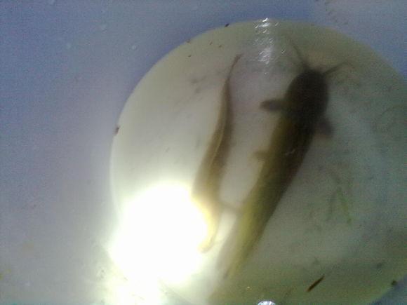 在农村钓鱼用什么虫子,农村钓鱼用什么饵料最好