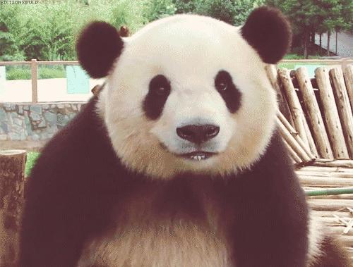 为求得一只熊猫的抚养权，英美荷法等国家连尊严都不要了