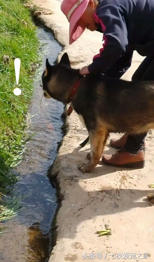 哈士奇在农村放养还是拴住,哈士奇不能养吗