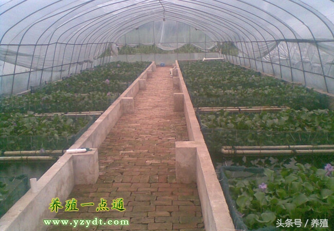 野生黄鳝和养殖的区别,塑料薄膜养殖黄鳝视频