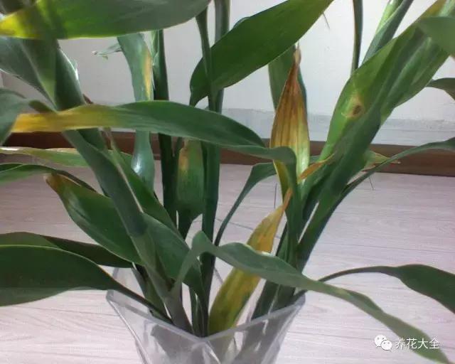 富贵竹叶子发黄有什么征兆,富贵竹叶子发黄发干怎么治