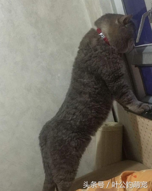 最怂的猫可能是只假猫,一动不动还以为是假猫