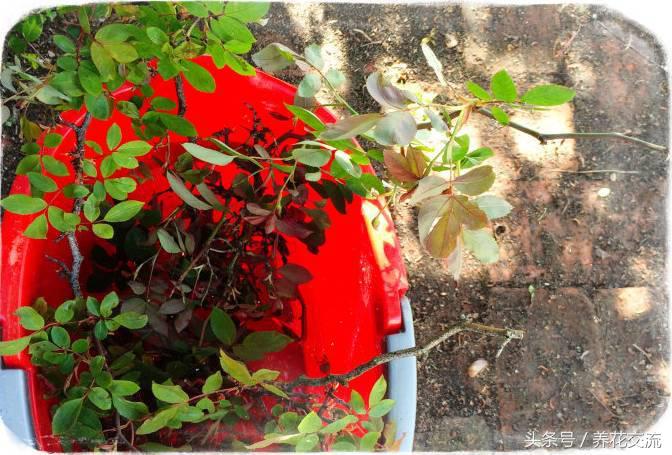 老农教我的7种枝条修剪，养的花年年开满一大盆