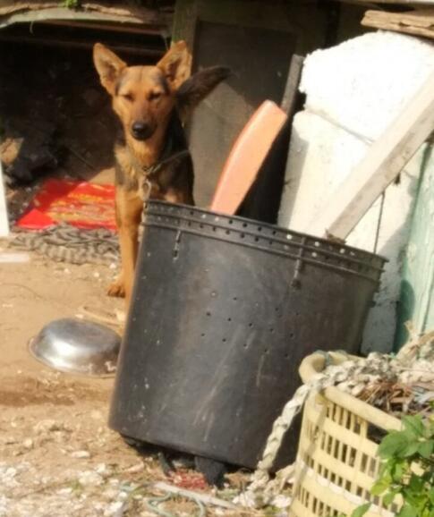 路上偶遇德牧,路上偶遇流浪狗视频