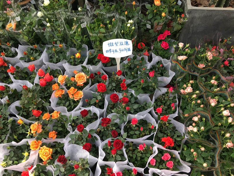 年宵花市探“鲜”记(一)之孤独的花大姐