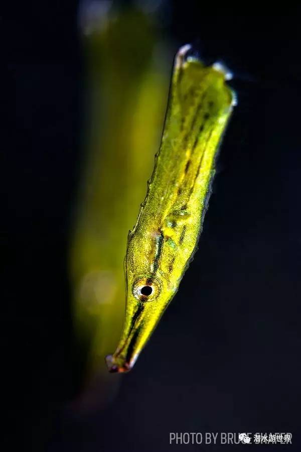 变性、伪装、雌雄同体--谁是微距世界的奇葩?