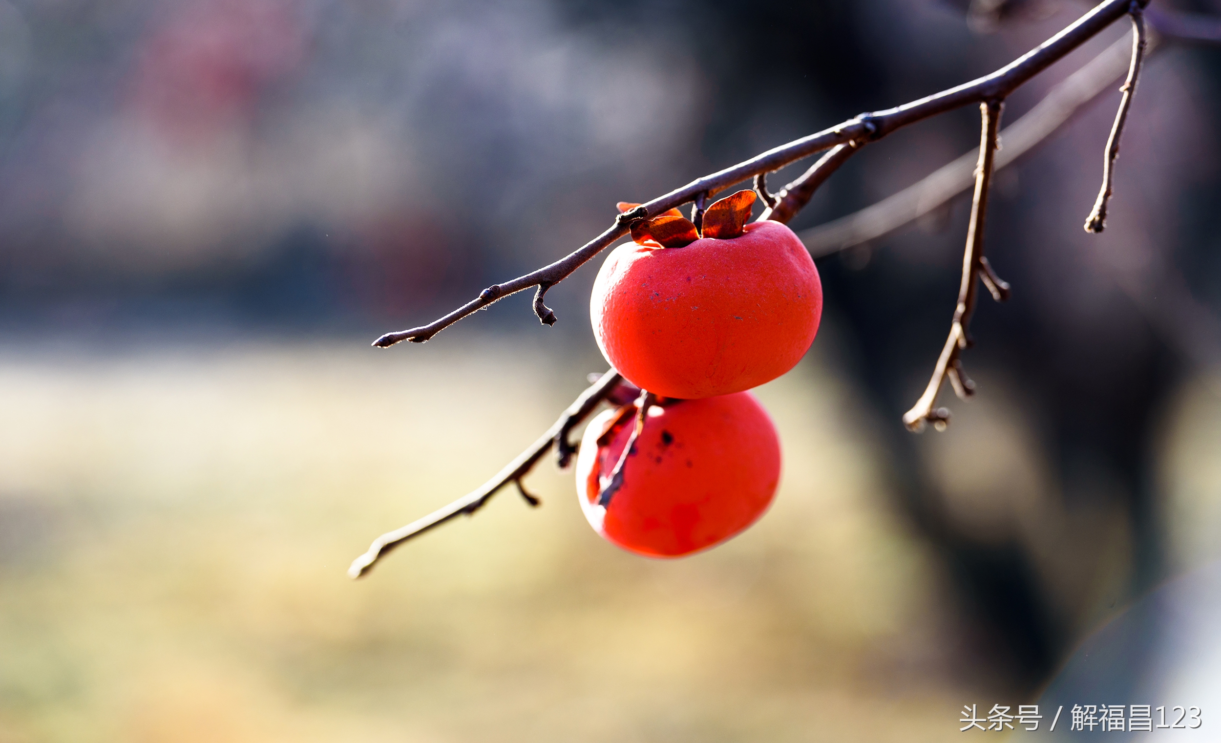 山西省万荣县柿子酒,山西酿造柿子酒