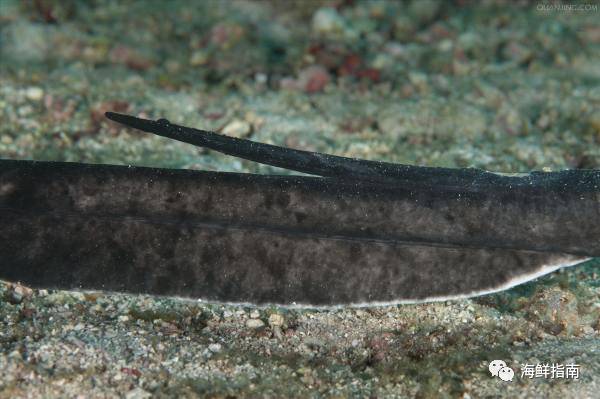 鳐蝠鲼魟鱼区别,鲼魟分别是什么