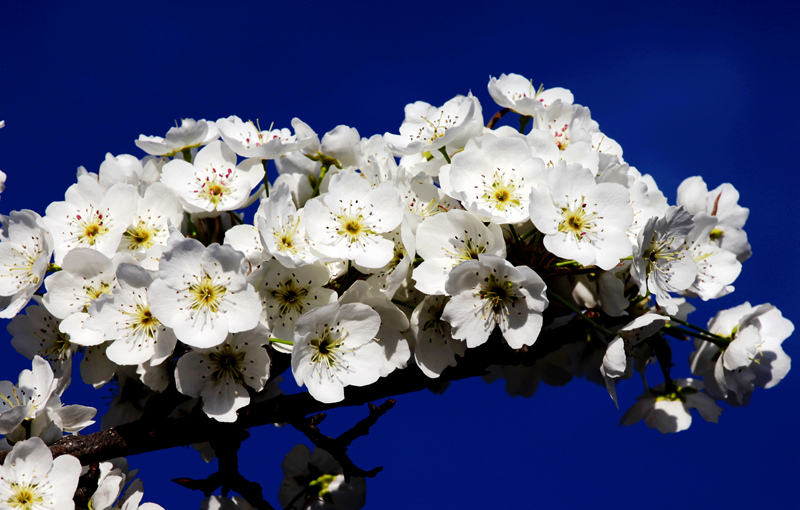 2019年成都自驾林芝看桃花,金川梨花赏花路线