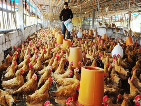 这个二愣子总裁和鸡睡了20年，还把一家鸡场干到了2000亿，全球的鸡都得管他叫爸爸！