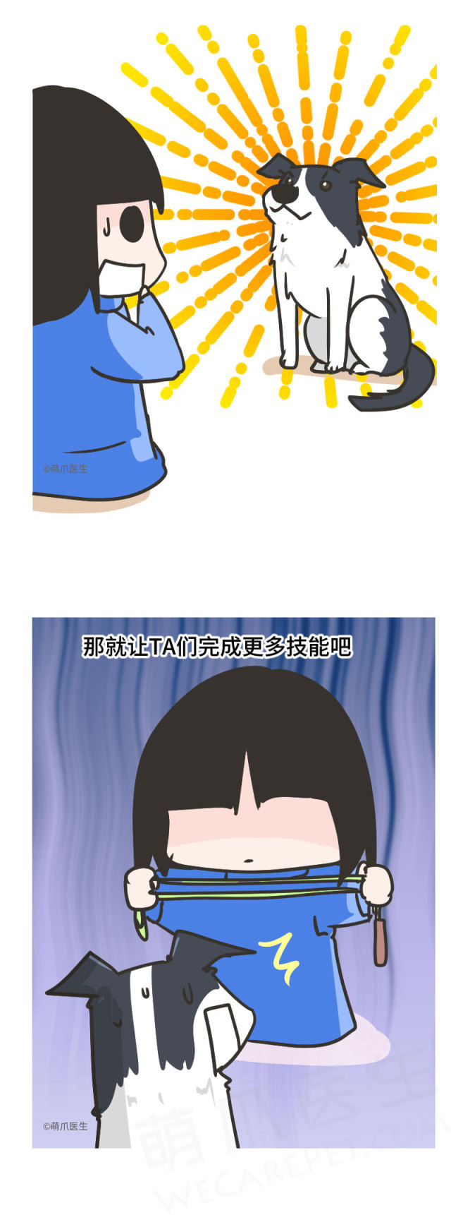 边牧的智商真的有6-8岁那么高吗,边牧和巴拉布拉多他俩谁的智商高