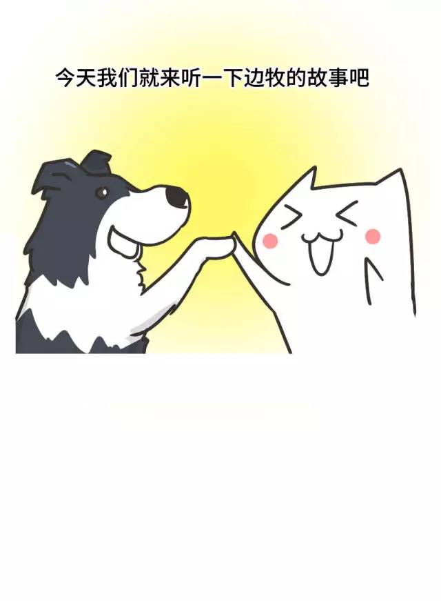 边牧的智商真的有6-8岁那么高吗,边牧和巴拉布拉多他俩谁的智商高