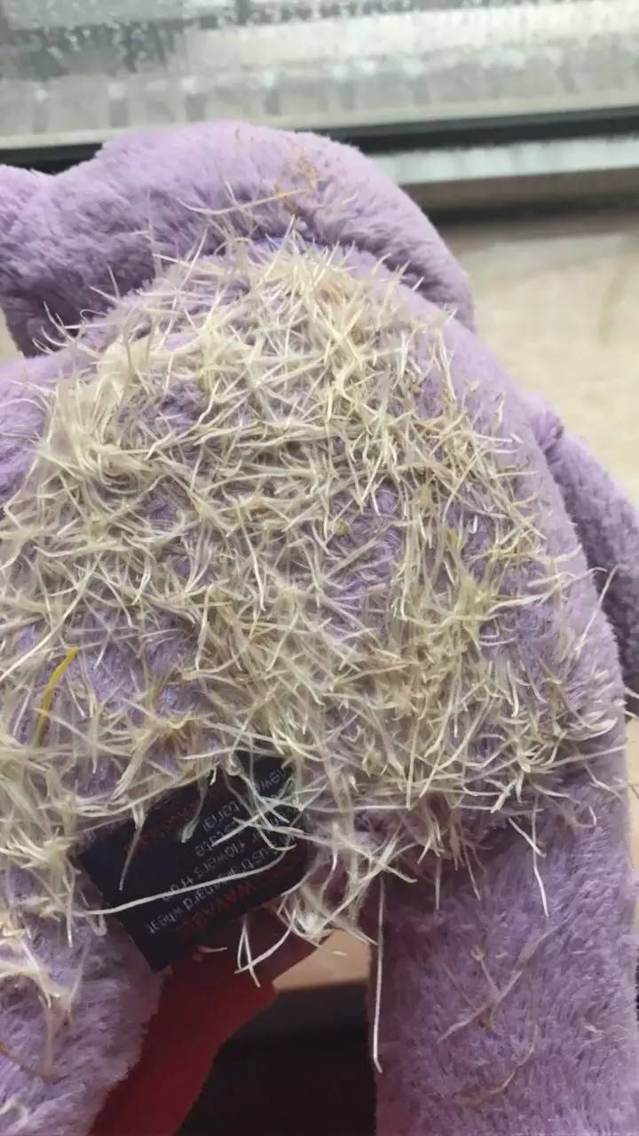 薰衣草小熊,薰衣草小熊是什么