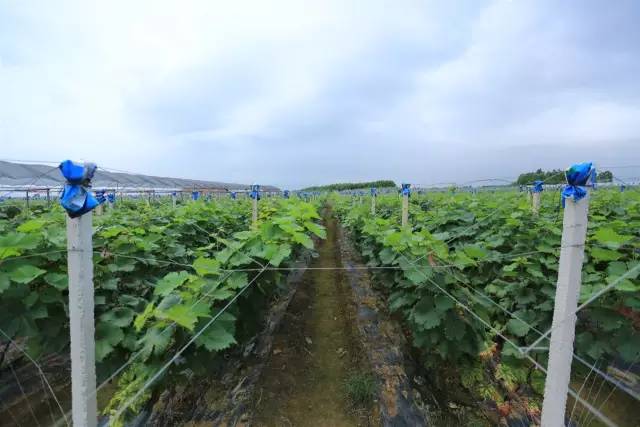 这是一条拯救南宁人春节聚会的微信