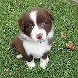 边牧的智商真的有6-8岁那么高吗,边牧和巴拉布拉多他俩谁的智商高