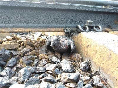 安徽铜陵一民营化工厂锅炉爆炸,铜陵化工厂爆炸公告