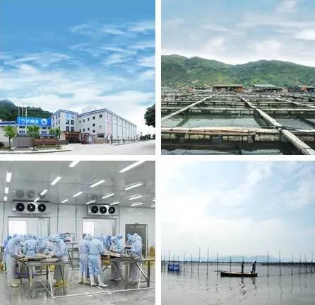 福建宁德市三都大黄鱼,宁德三都港大黄鱼