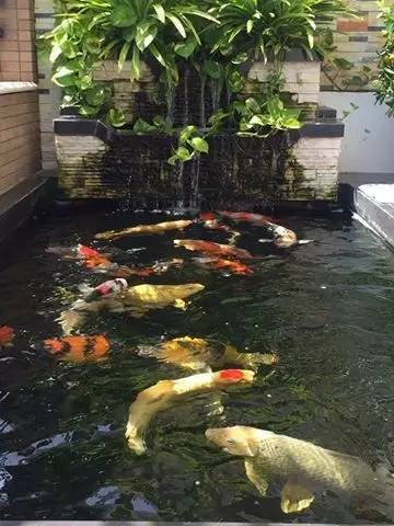 锦鲤疑难杂症,解决锦鲤疾病