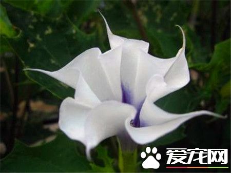 曼陀罗有什么功效,曼陀罗的功效与后遗症