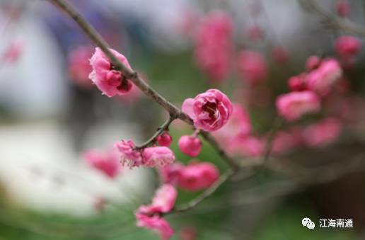 这个元宵不寂寞!南通首届梅花节本周开展,看点多多!