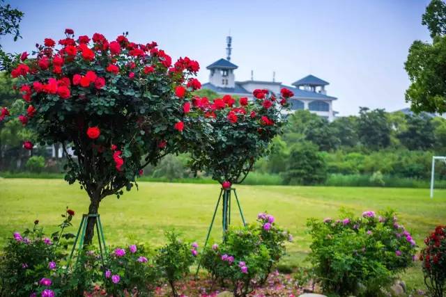在春天赴一场樱花的约会,在春天去赴一场与花海的约会