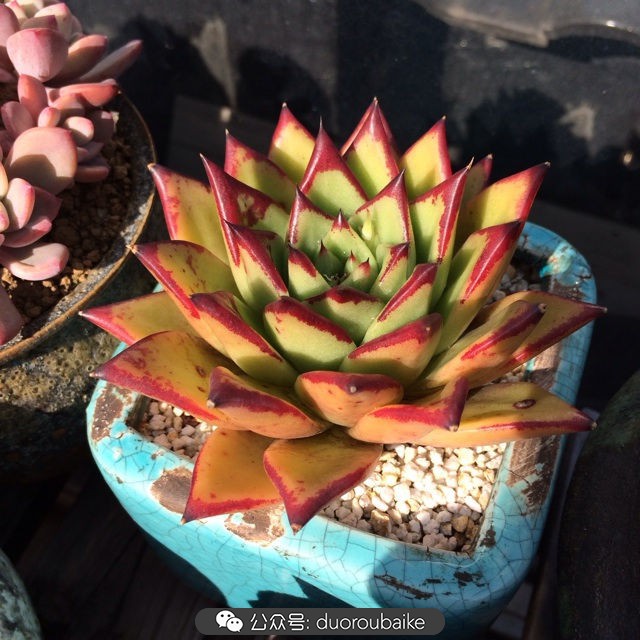 院子阳光房多肉,阳光房庭院多肉