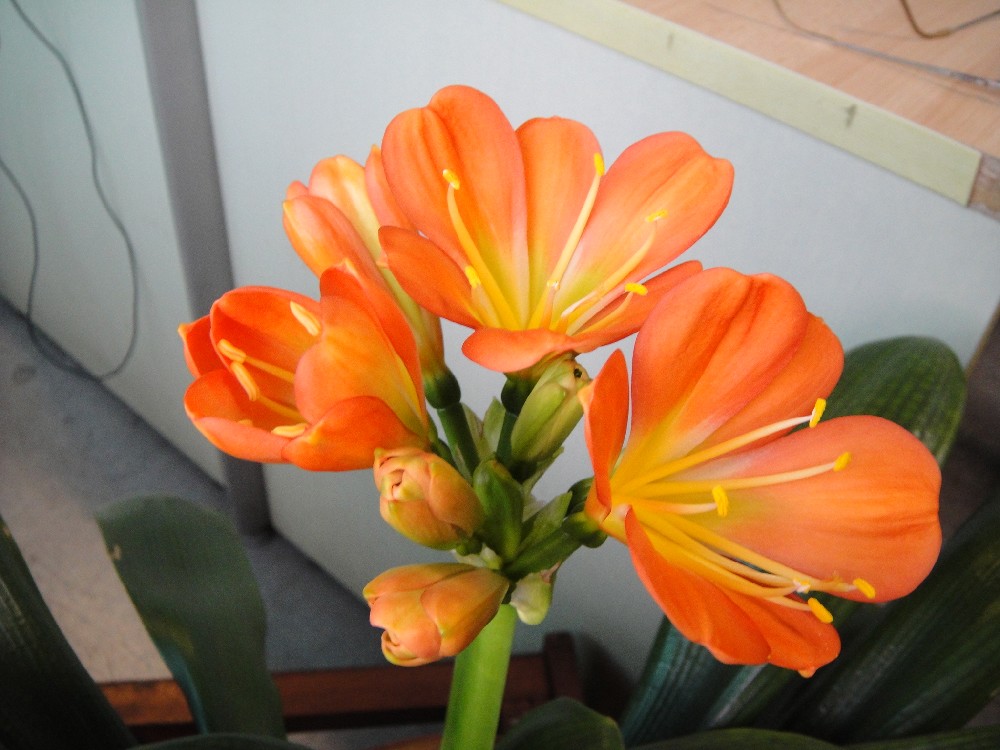 养了几年的君子兰终于要开花了,养了三年的君子兰终于要开花了