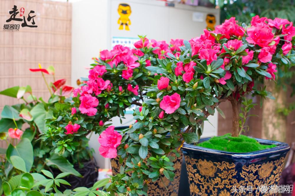 洛阳新区年货批发市场,洛阳老城年货市场