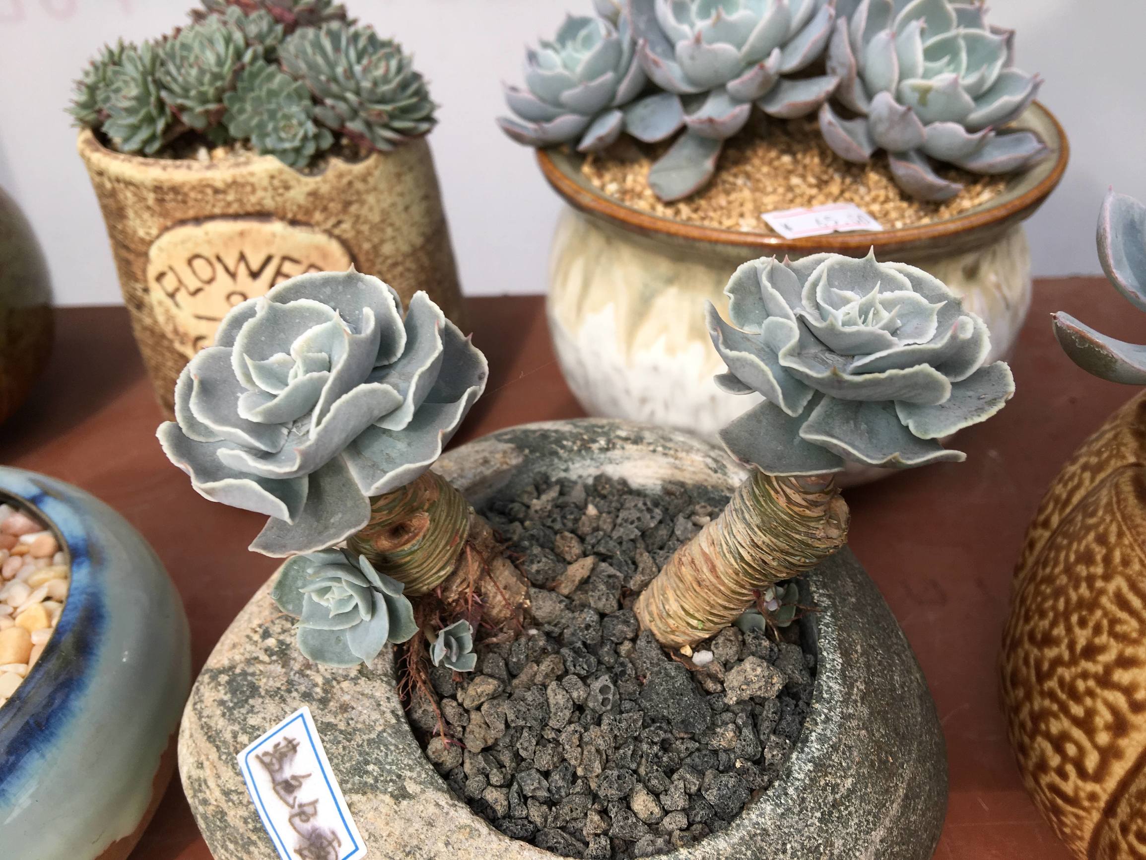 年宵花老桩,年宵花老桩图片大全