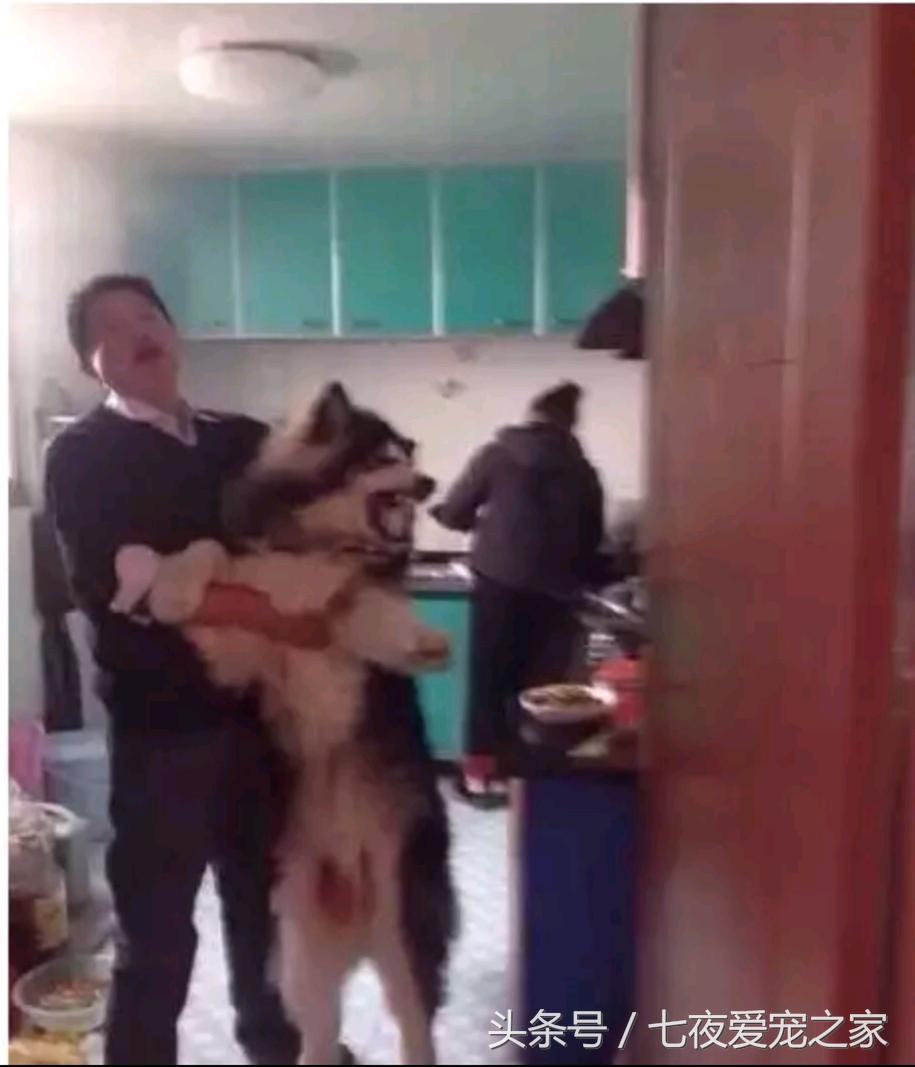 在厨房与狗爸发生撕扯大战,这是一只比哈士奇还倔的阿拉斯加!