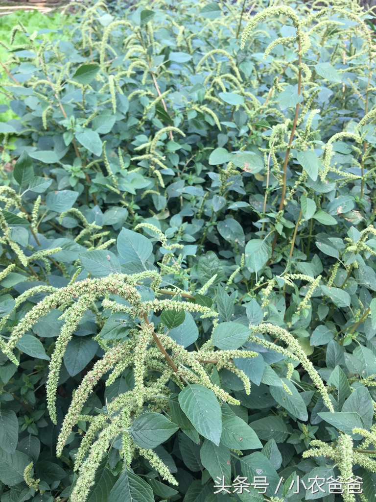 适合深圳种植的植物,深圳适合种植的植物