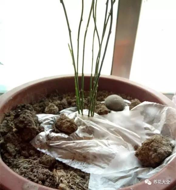 养花小技巧牡丹吊兰图解,绿萝吊兰怎么养成瀑布